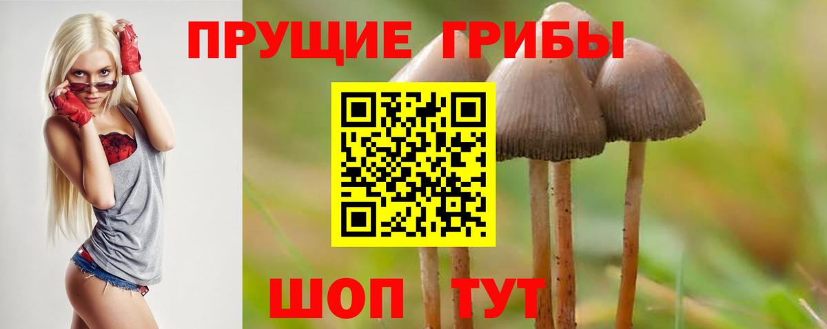 Псилоцибиновые грибы Psilocybine cubensis Крымск